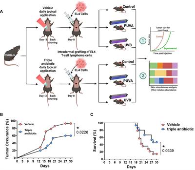 Modulation of the skin microbiome in cutaneous T-cell lymphoma delays tumour growth and increases survival in the murine EL4 model